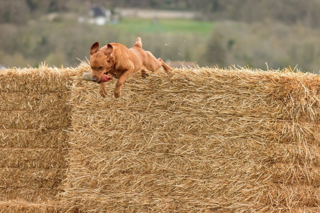 demonstration chien salon de la chasse 2024