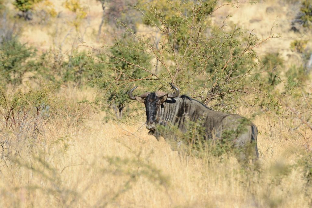 salon chasses chasse namibie 2