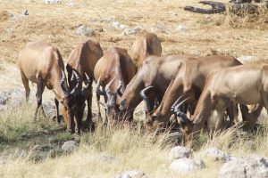 salon chasses chasse namibie 3