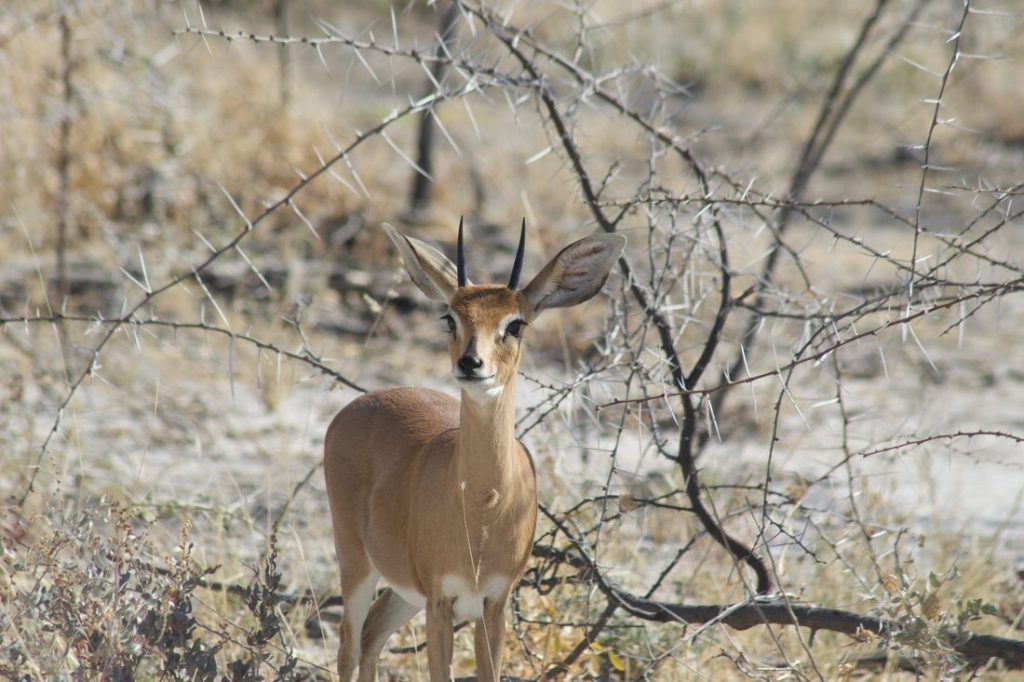 salon chasses chasse namibie 4