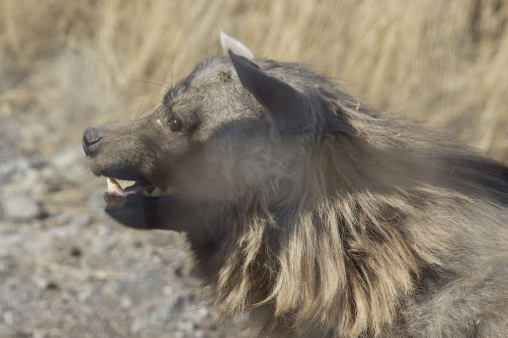 salon chasses chasse namibie 5