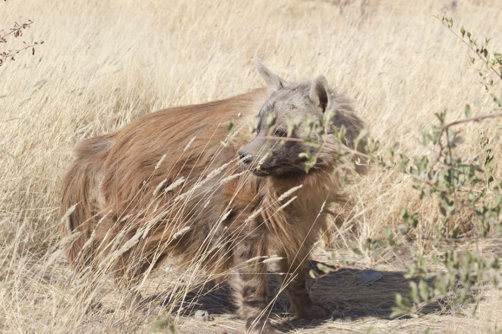 salon chasses chasse namibie 6